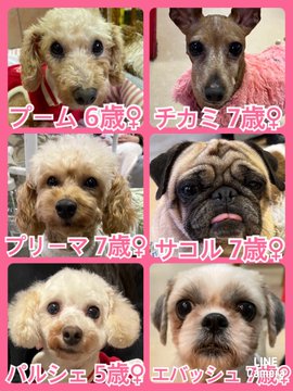 🐾今日の里親様募集中ワンコ🐶メンバーです🐾2022,12,2【保護犬カフェ天神橋店】